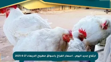ارتفاع جديد اليوم.. أسعار الفراخ بأسواق مطروح الأربعاء 27-8-2025